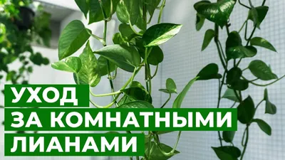 Вьющиеся растения для сада: 10 многолетних и однолетних