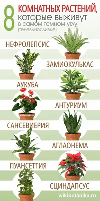 5 самых неприхотливых комнатных пальм | 35+ | Дзен