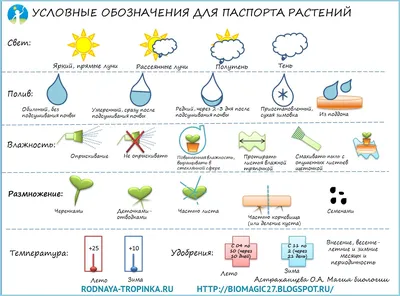 Комнатные растения для детского сада - Интернет магазин комнатных растений  Pilea, Москва, Россия