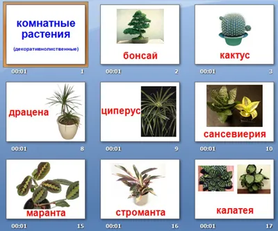 Презентация на тему "Комнатные растения"