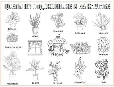 Дидактическое пособие Коллаж «Комнатные растения» (1 фото). Воспитателям  детских садов, школьным учителям и педагогам - Маам.ру