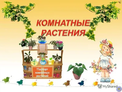 Комнатные растения - презентация онлайн