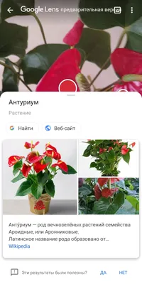 Комнатные растения приносящие богатство – денежные деревья - Блог The Plant