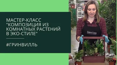 Топ комнатных растений для солнечной стороны: правила выращивания комнатных  растений на южном окне