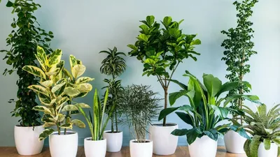 5 видов комнатных растений, которые легче всего выращивать :: myPlants