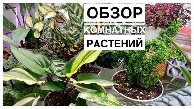 Почему сохнут листья у комнатных цветов