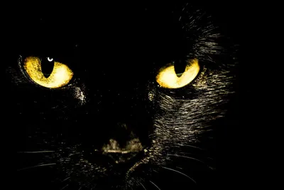 Фотки кошек Питерболд: смотрите их в высоком качестве | Питерболд Фото  №24308 скачать