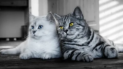 Кошка закрыть - обои для вашего рабочего стола и устройства Android |  Beautiful cats pictures, Cats, Beautiful cats