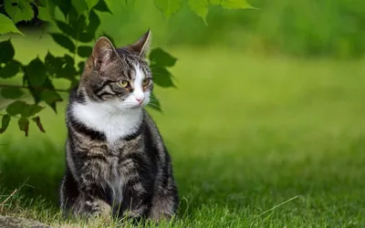 Кот Ип🐈🐈🐈 — профиль пользователя в Шедевруме