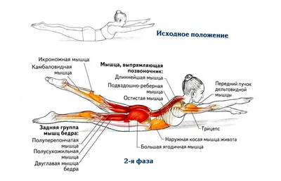 14 Эффективных Упражнений для Спины Дома, на Улице и в Зале | Lifestyle |  Дзен