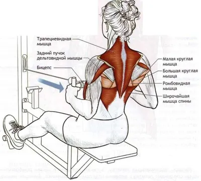 14 эффективных упражнений для здоровой спины | FitCurves