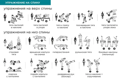 Упражнения с гантелями для эффективного похудения - 