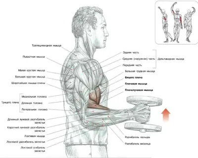 Упражнения на плечи и руки с гантелями для мужчин и женщин в домашних  условиях, как накачать бицепс, трицепс и плечи дома. Спорт-Экспресс