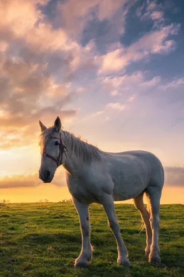 Адский конь - 73 фото