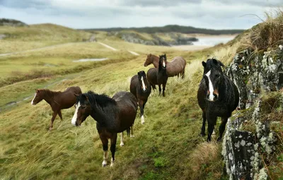 Цікаві факти про коней | Цікаво знати. Світ цікавих фактів