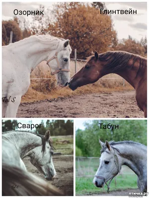 ᐉ Модульная картина ArtPoster Быстрый галоп трех белых коней 100x72 см  Модуль №5 (000855)