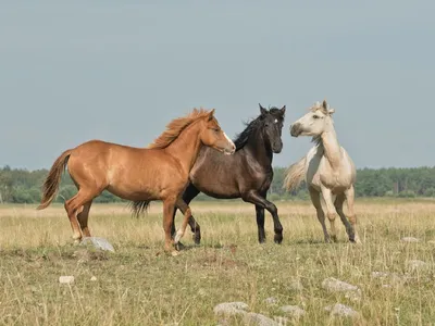 Породы русских коней, которые влюбят вас в этих животных