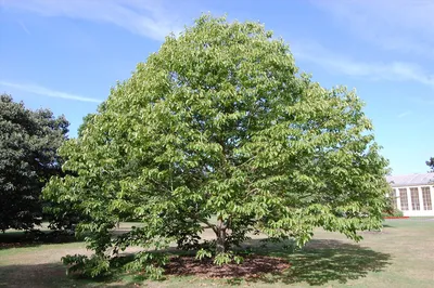 Говения MAGIC FOREST Конфетное дерево - купить по выгодным ценам в  интернет-магазине OZON (683292478)