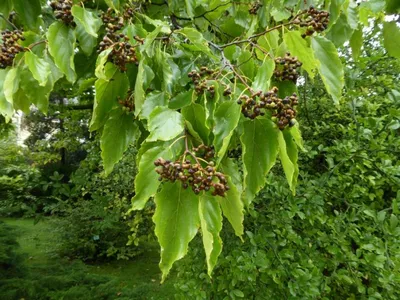 Конфетное дерево, саженцы, Ховения, Говения сладкая, купить, Hovenia  dulcis, доставка, заказать почтой, ЭКЗОТИЧЕСКИЕ РАСТЕНИЯ, ЦВЕТЫ  ОРАНЖЕРЕЙНЫЕ Купить растения в Ростове-на-Дону, Интернет-магазин, питомник  растений, хвойные и лиственные, уличные ...