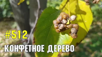 Конфетное дерево существует: говения сладкая | 25 соток счастья! | Дзен