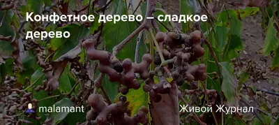 Конфетное дерево – сладкое дерево