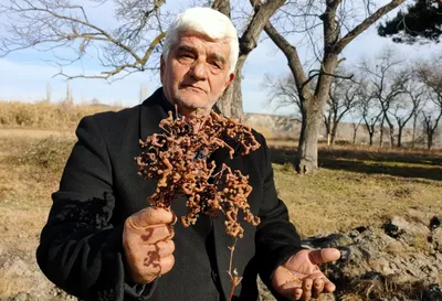 В Сочинском национальном парке зацвело конфетное дерево