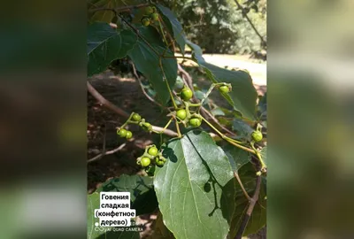 В Сочинском национальном парке зацвело конфетное дерево
