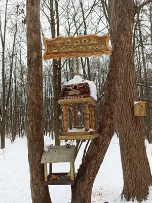 Птицы зимой в городе: кормить или нет? - 