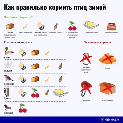 Чем можно и нельзя кормить птиц зимой? Продукты с нашего стола. Фото —  Ботаничка