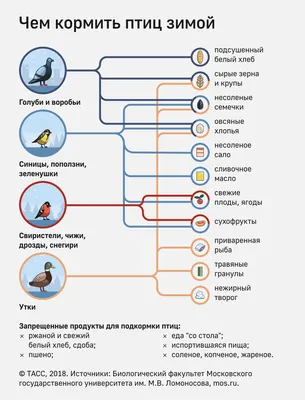 Хочу покормить птиц! Как это сделать правильно? — Ревда-инфо.ру