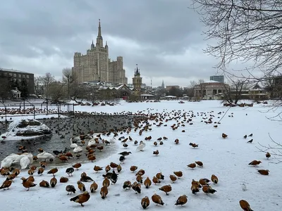 О кормлении птиц в холодное время года — Бобруйский новостной портал  Bobrlife