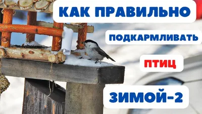 Корм для уличных птиц №4 купить в Москве недорого