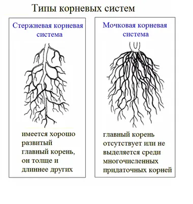 Корни растений: Функции, структура, развитие» — создано в Шедевруме