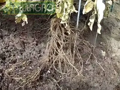 Зачем растениям нужны корни?