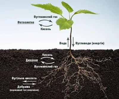 Питание растений