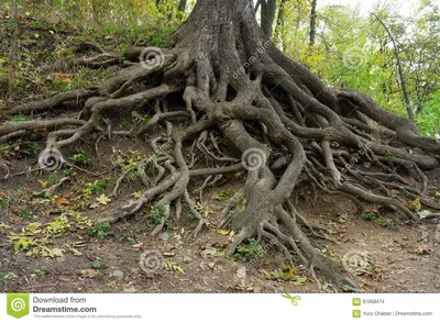 Как живут корни растений? Фото — Ботаничка