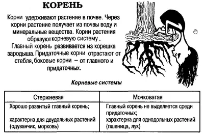 Корни растений картинки