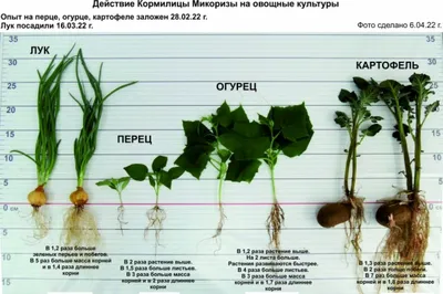 0—3. Особенности строения вегетативных органов растений: Корень