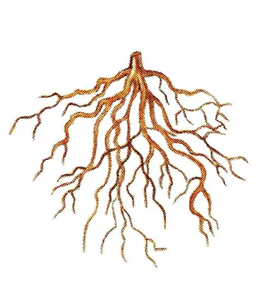 Ученые засняли, как пробиваются корни растений, в режиме таймлапс