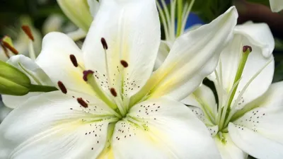 Лилия королевская (Lilium regale) — описание, выращивание, фото | на  