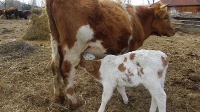 Статуэтка Корова с теленком (id 103260613), купить в Казахстане, цена на  