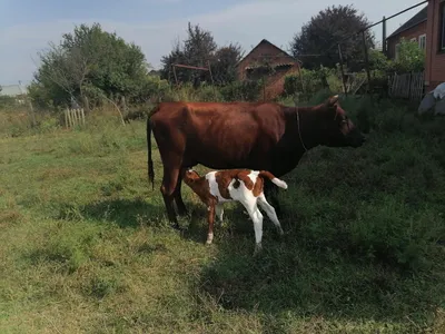 Скачать 1280x1024 корова, теленок, трава, забота, животные обои, картинки  стандарт 5:4