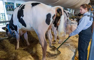Самые высокие цены на аукционе телят: корова Рози принесла 89 000 евро