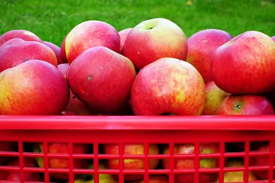 Корзина цветов «Альстромерии с яблоками» заказать с доставкой в Краснодаре  по цене 4 350 руб.