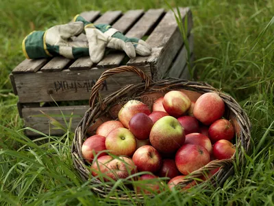 Сладкие фрукты в корзине "Изобилие" в подарок заказать в Саратове с  доставкой