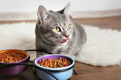 Что будет, если человек съест кошачий корм - Новости здоровья - Здоровье 24