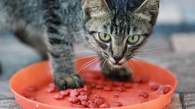 Купить Влажный корм Felix Природа вкуса для взрослых кошек, с говядиной в  соусе 75 г -официальный интернет-магазин Purina