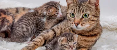 Топ-10 самых красивых кошек с фото и названиями | РБК Life