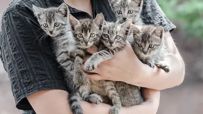Роды у кошек: признаки, как помочь и сколько длятся | Royal Canin UA