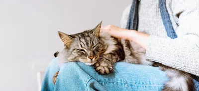 Инфекционный перитонит кошек: симптомы и способы лечения